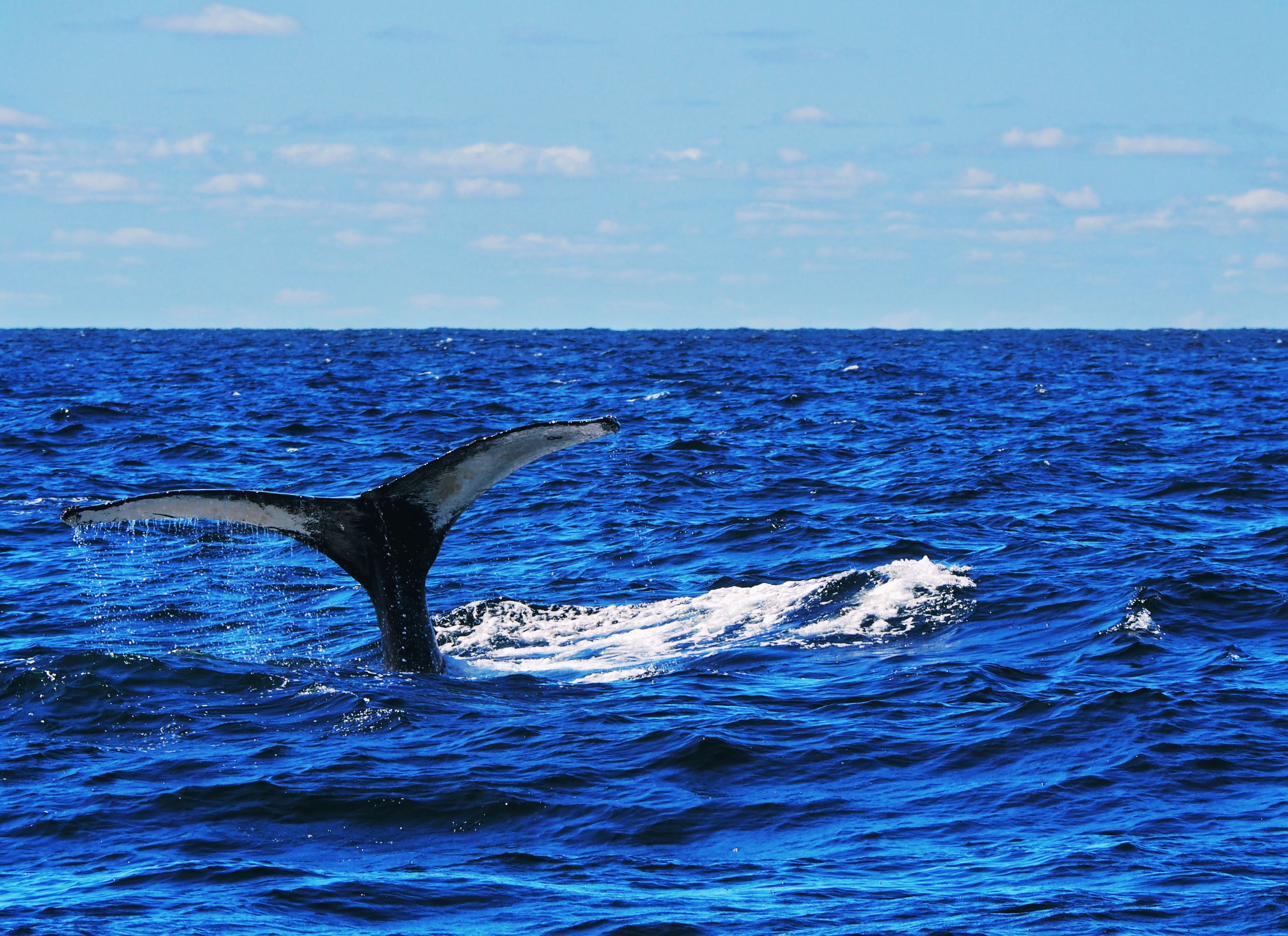 Whale surfacing near Cape Ann