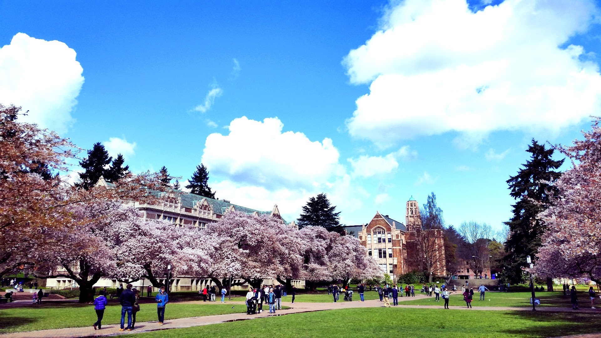 Spring blossoms in Seattle